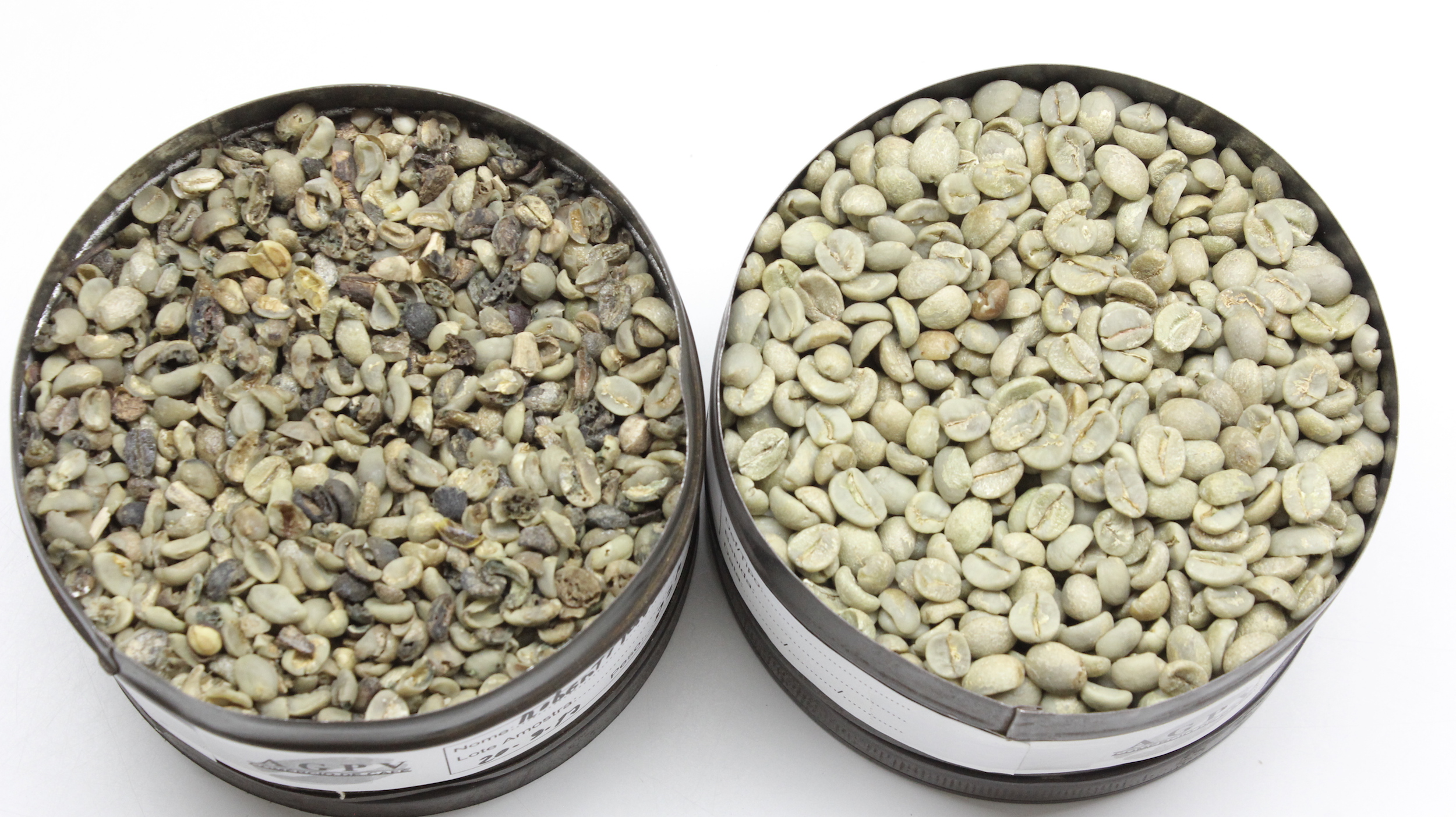 Amostras reais de café tradicional (esquerda) e café especial (direita)