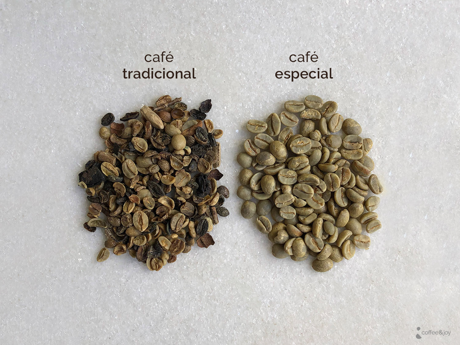 Grãos secos de café arábica (coffea arábica) e conilon (coffea