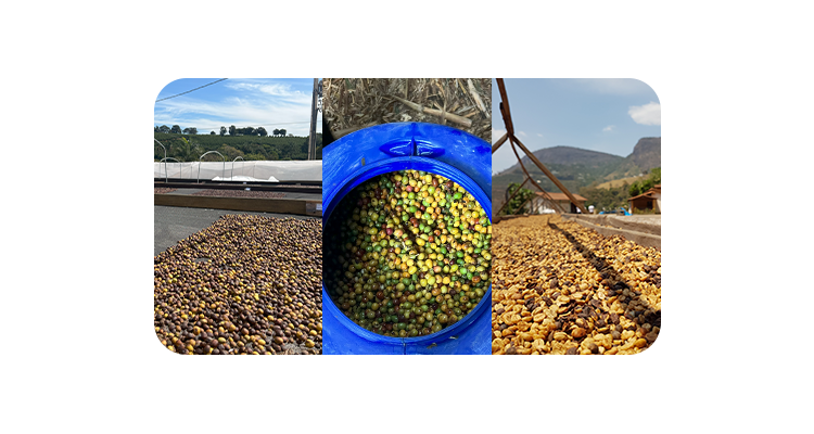 Café Natural, Fermentado ou Cereja Descascado: Qual é o Seu Preferido?