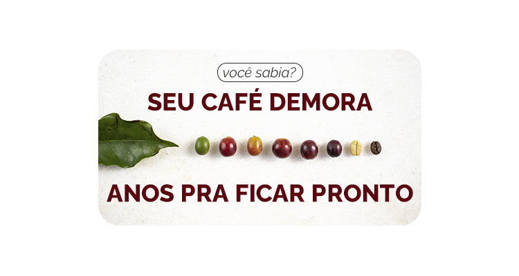 Troca de safra do café: por que seu café leva anos para existir